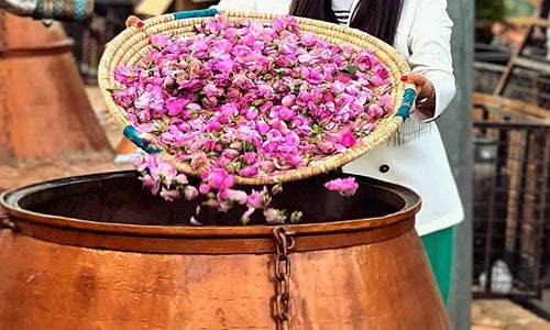 تصویر 2 از گل محمدی مناسب گلاب گیری با رایحه قوی و گلبرگ های سالم برای تولید عصاره طبیعی
